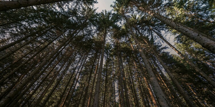 forest trees, clean air and reduced pollution 