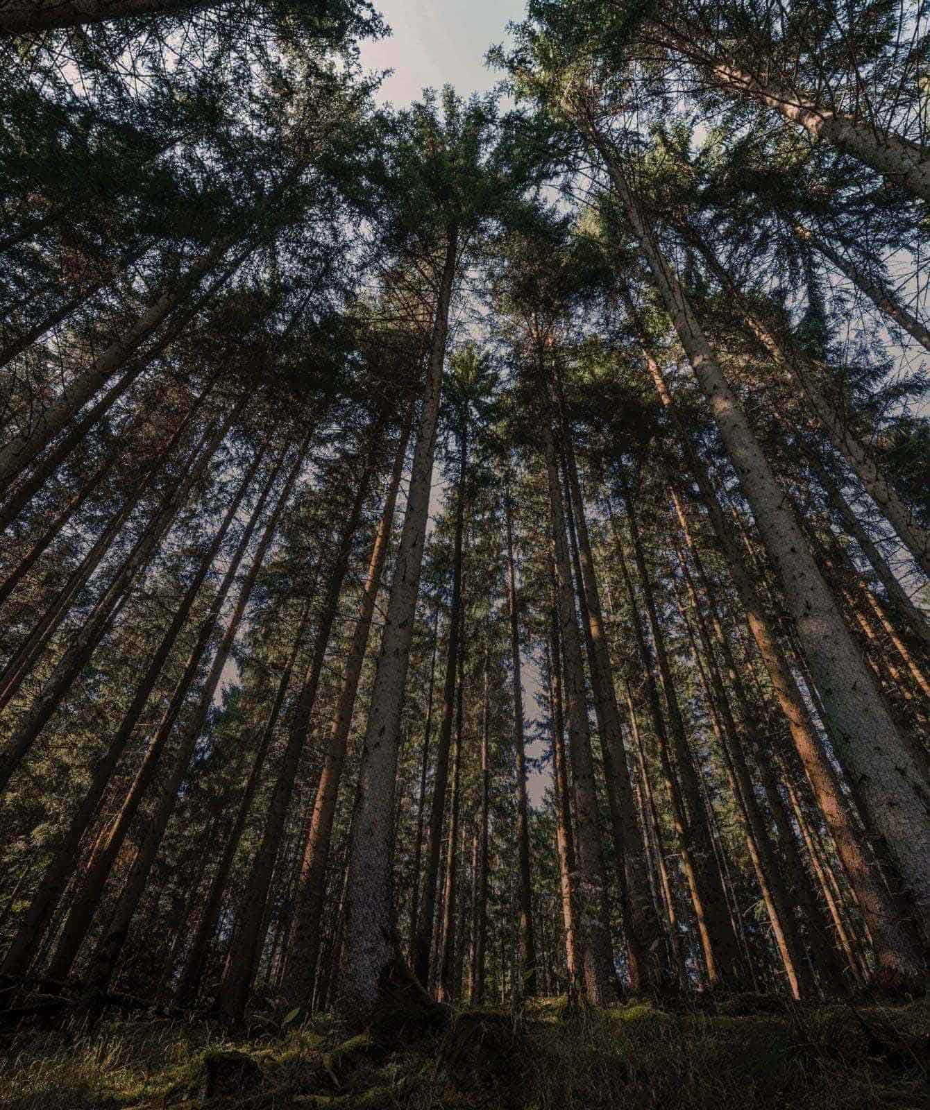 Vista sul bosco con alberi ad alto fusto